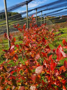 herbst